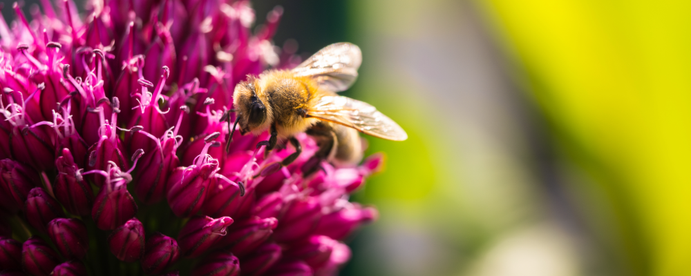 home_renewal_pollen_3.png