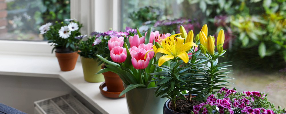 home_renewal_all_about_garden_window (1).png
