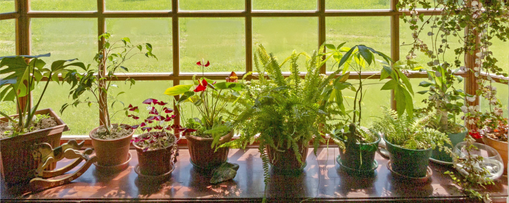 home_renewal_all_about_garden_window (2).png