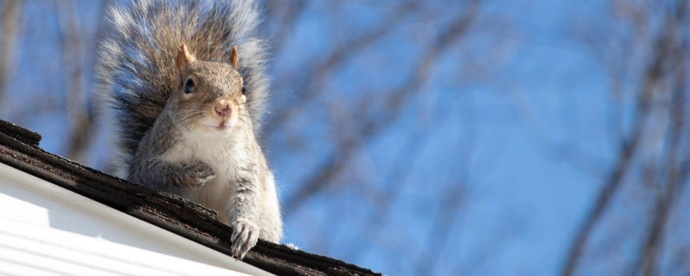 home_renewal_fix_squirrels_in_the_attic.png