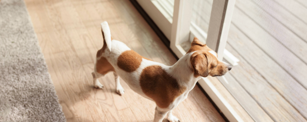 home_renewal_doggie_door.png