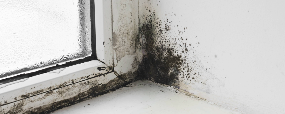 home_renewal_window_prevent_black_mold.png