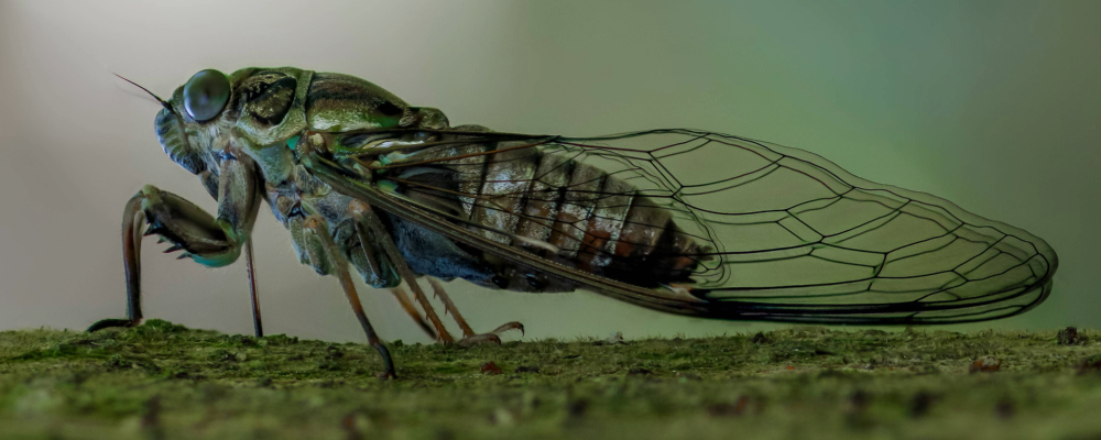 home_renewal_cicada_protection (1).png