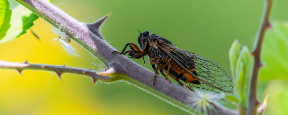 home_renewal_cicada_protection.png