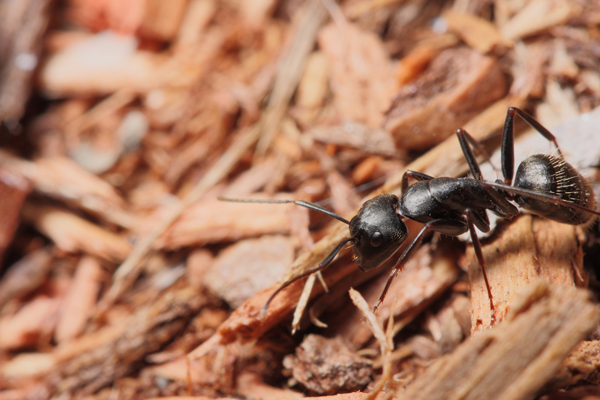 Carpenter-Ant-1.jpg