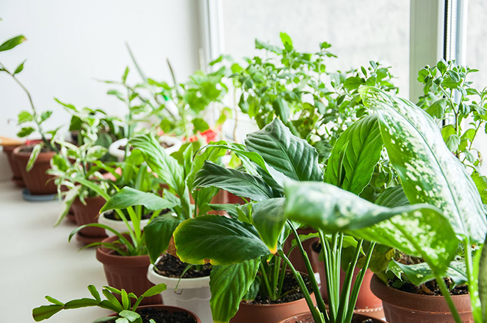 garage garden