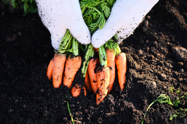 Fresh Carrots Growing In Carrots