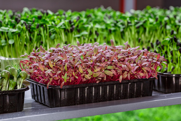 The Microgreen In Plastic Tray