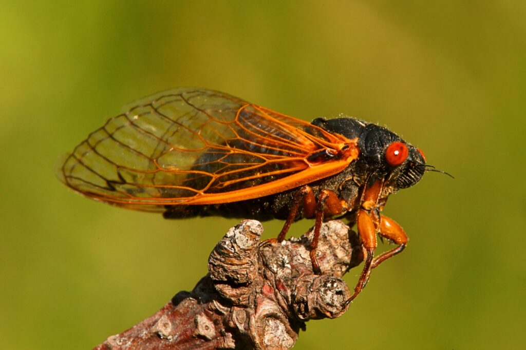 Year Cicada magicicada