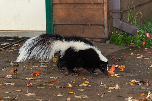 keep skunks away