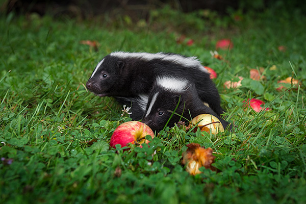 skunks like apples