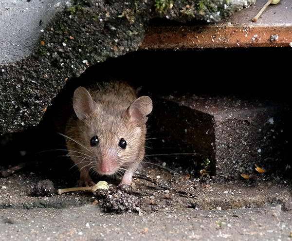 mice in garage