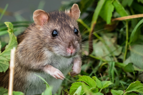 Close up Shot Of The Common Rat