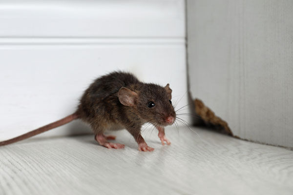 Grey Rat Near Wooden Wall On F