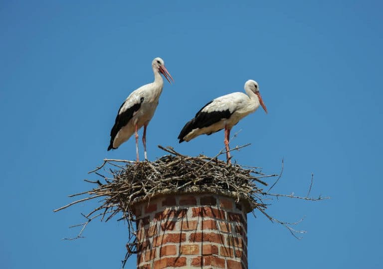 birds in the chimney