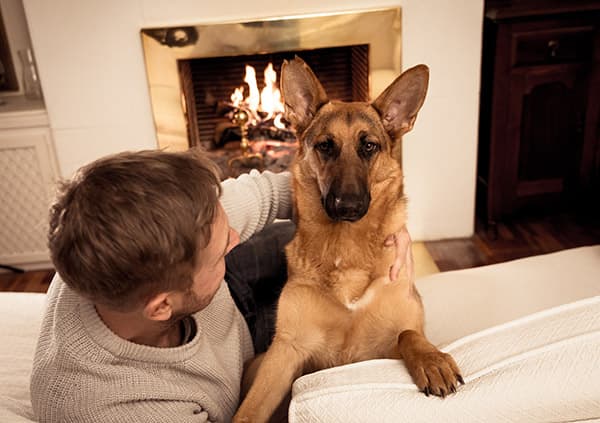 fireplace safety pet proof